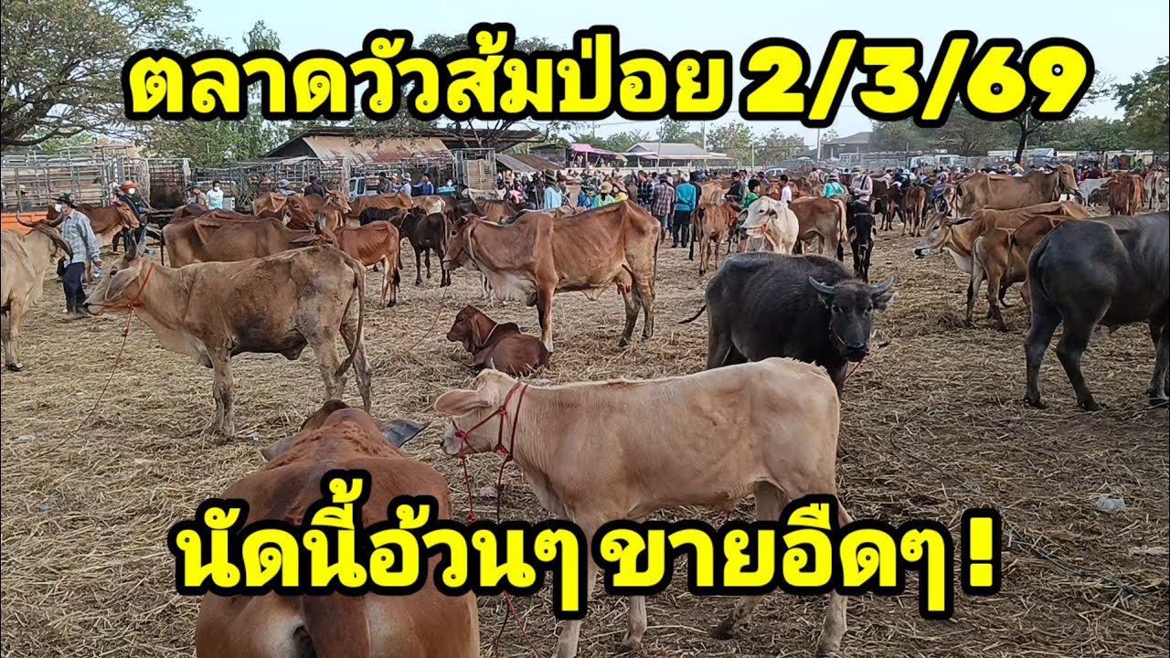 วัวเนื้ออ้วน!! นัดนี้อืดๆ วัวควายเต็มสนาม ซื้อไปต่อตลาดอื่นมีกำไร!!