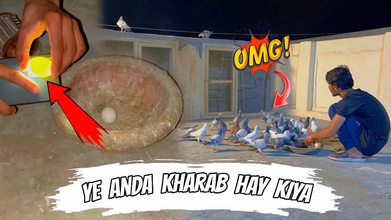 Grizzel k ando ki candling kar de ❤️ || Or ye kiya ho gaya 😭 || Pets Zone 