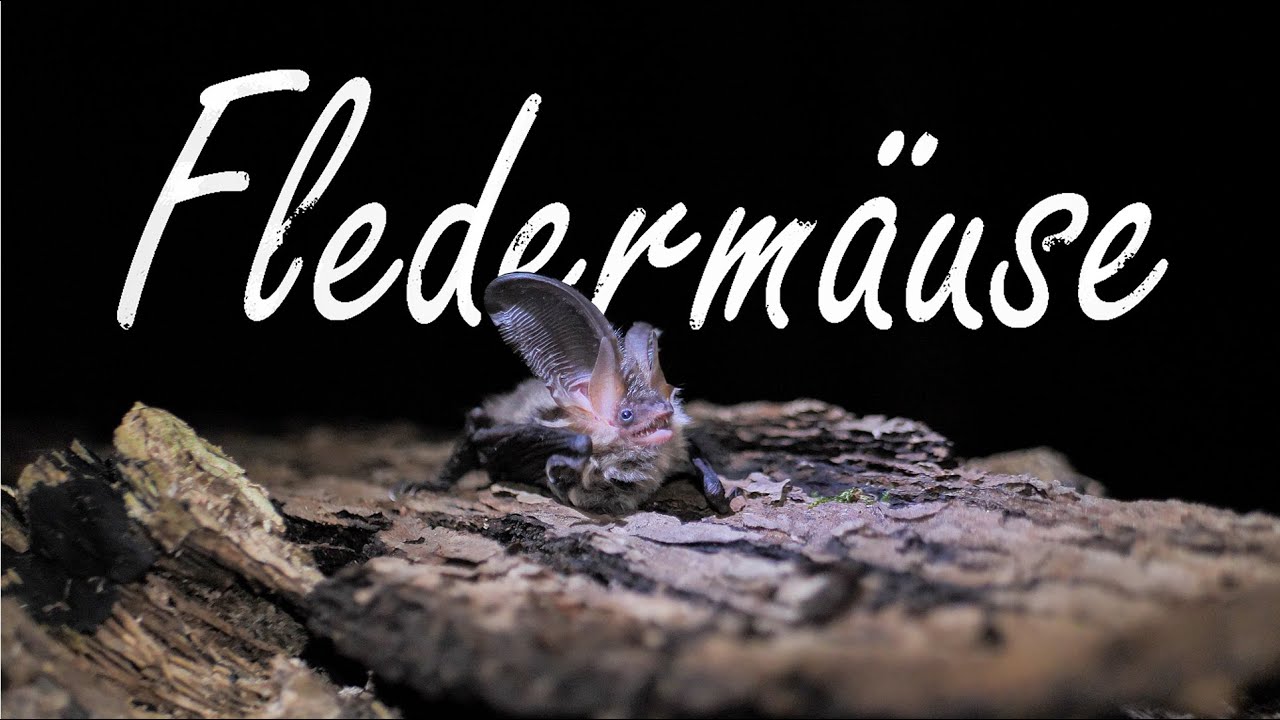 Seltenste Fledermaus Deutschlands gefunden!