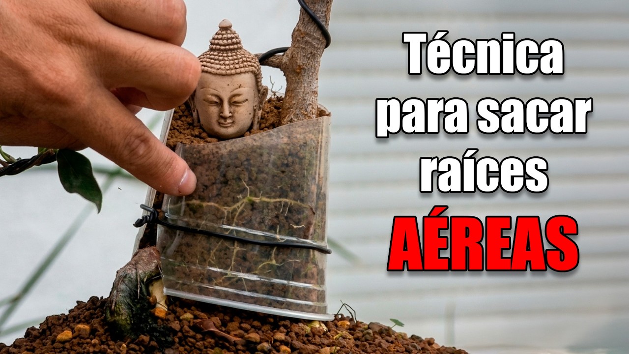 Con esta t&eacute;cnica saqu&eacute; ra&iacute;ces a&eacute;reas a un bonsai - SEGUNDA PARTE