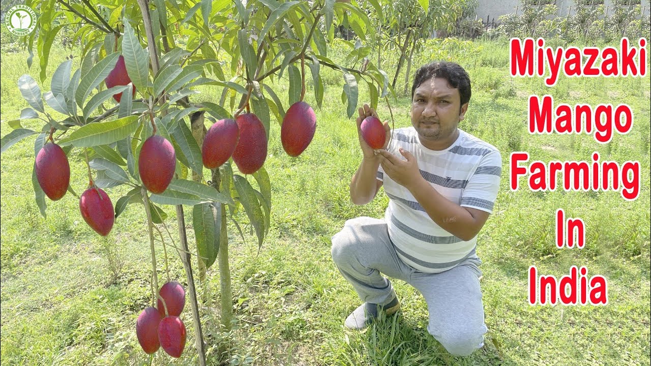 Miyazaki Mango Farming In India |  Worlds Most Expensive Mango | Contact : 8926300000 / 9333227579