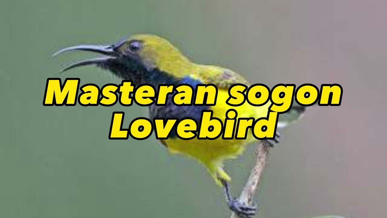 Masteran sogon materi lovebird full 1 jam