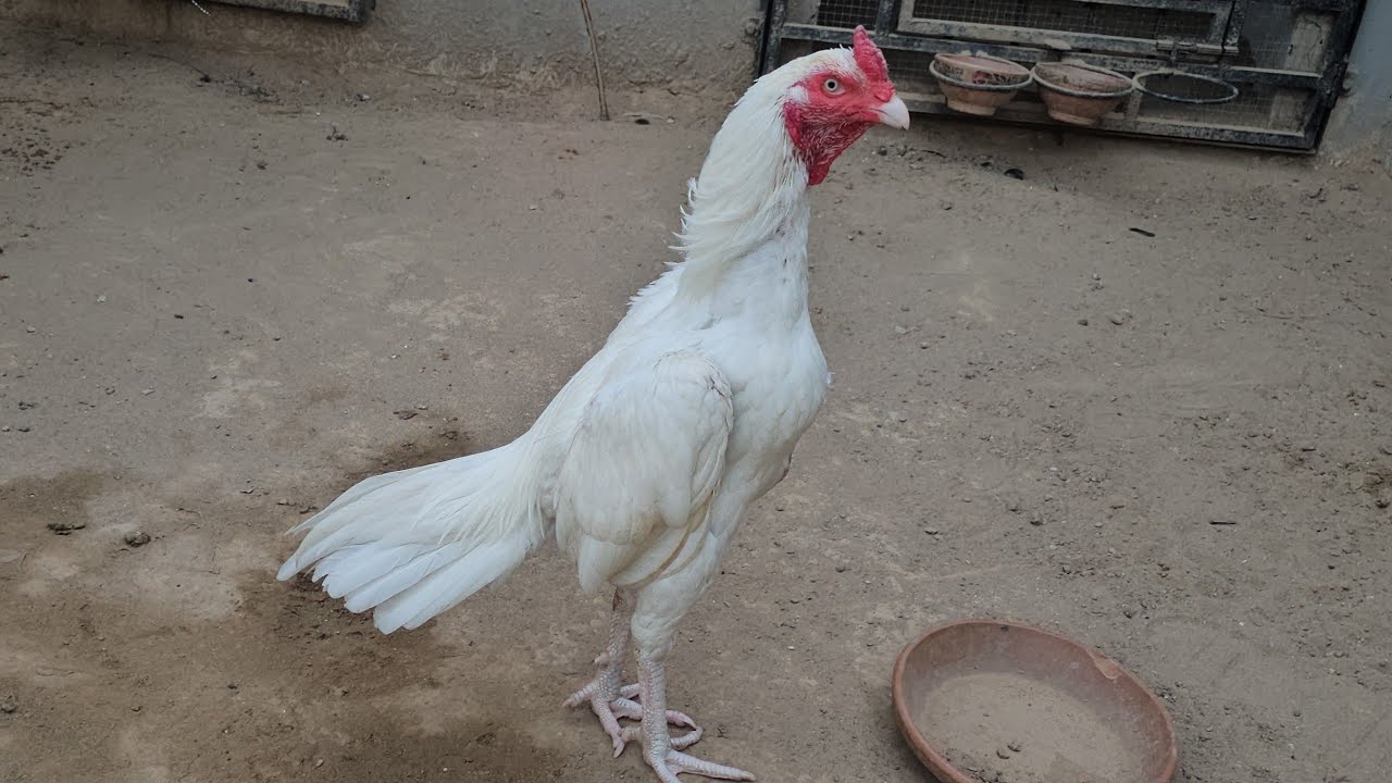New Entry || Home Breed Patha Wapis agaya 