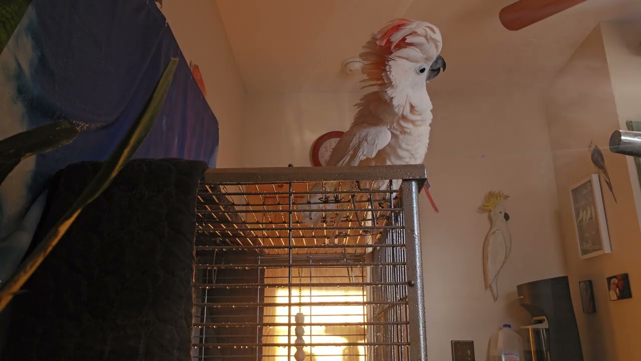 More Cockatoo Shower Time 🚿 