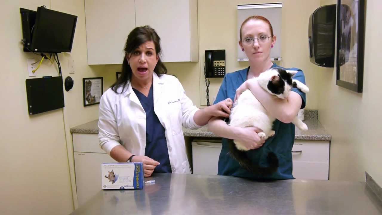 How to apply topical medication to a cat's skin