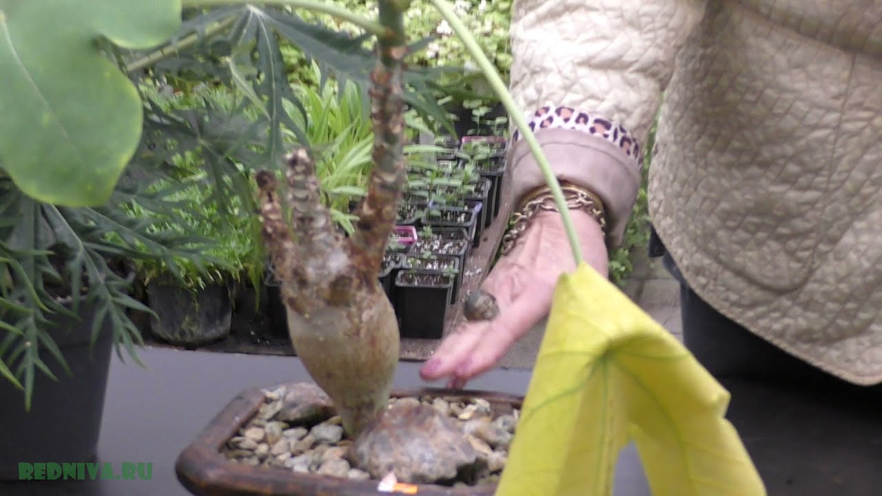 Ятрофа (лат. Jatropha) &mdash; род семейства Молочайные.