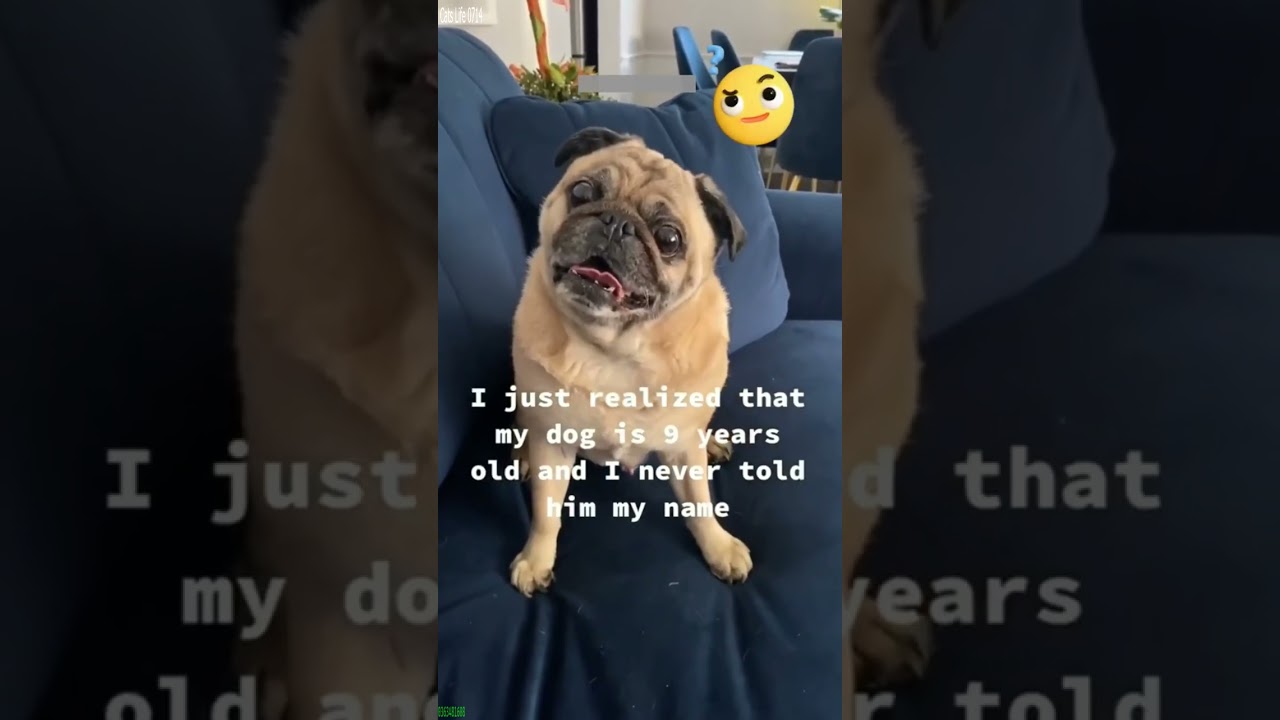 Cat videos 😾 funny cats moments 🐱 # #7144