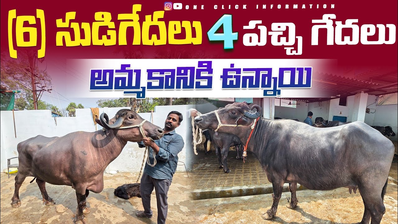 జాఫ్రాబాది సుడి గేదులు అమ్మకానికి ఉన్నాయి //jaffrabadi Pregnant buffaloes for sale 