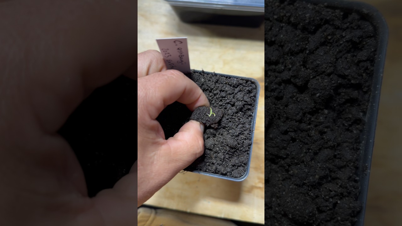 Перец растет ТАК быстро?! 🌱🔥 | Неделя 3: Перезагрузка системы