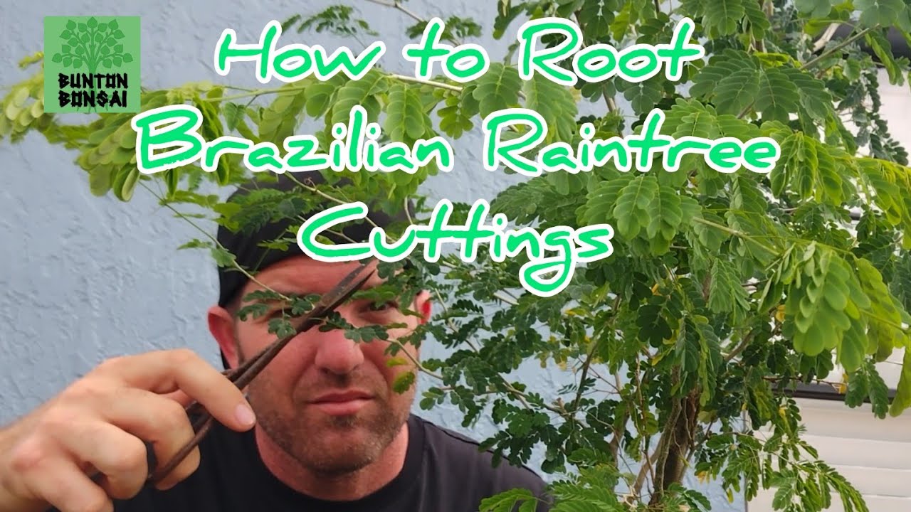 How to Root Brazilian Raintree Cuttings