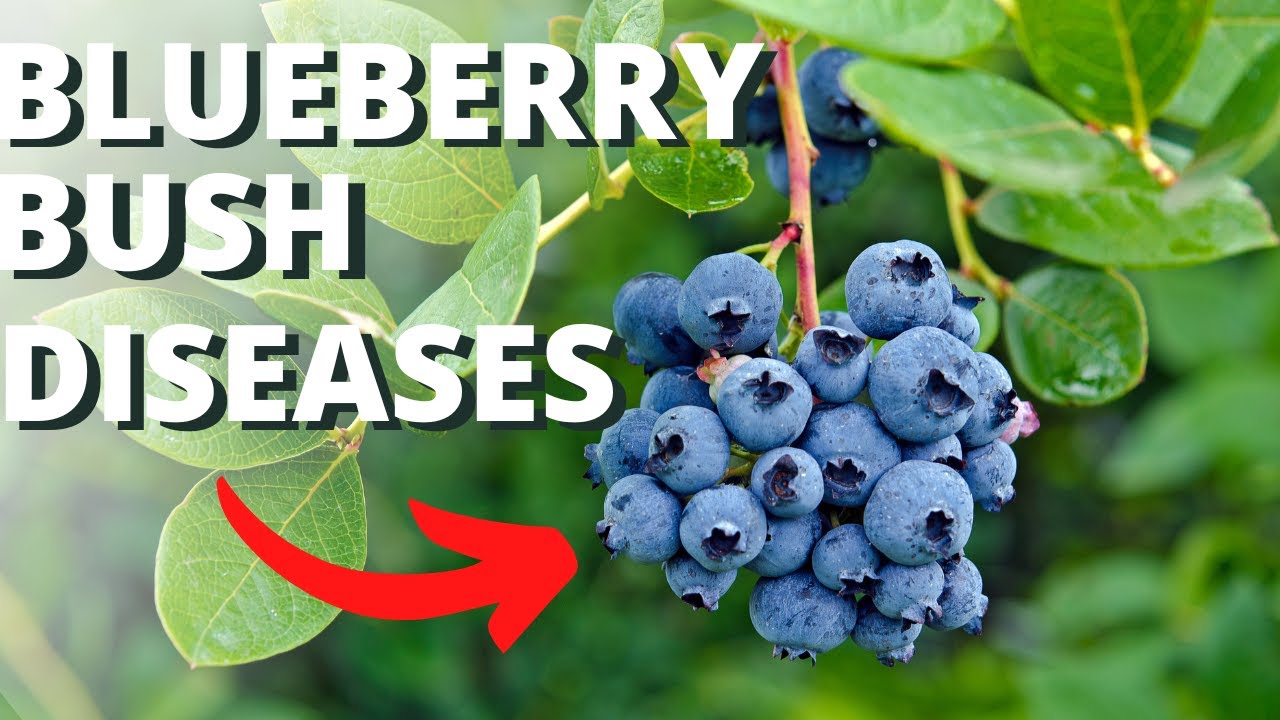 10 Common Blueberry Bush Diseases
