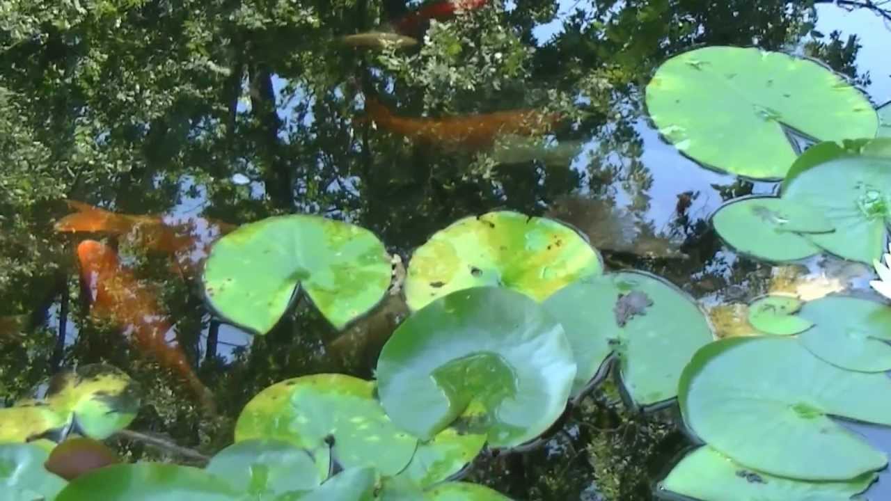 Wrocław Zoo, Poland. Koi (nishikigoi) / Karpie koi