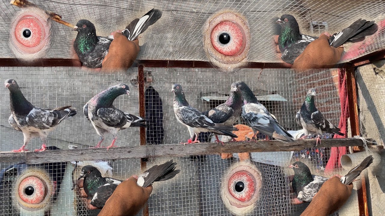 Big Deal Top Class Breeder Dub Waly Pairs Munasib Qeemat Mein | For Sale | Champion Pigeons