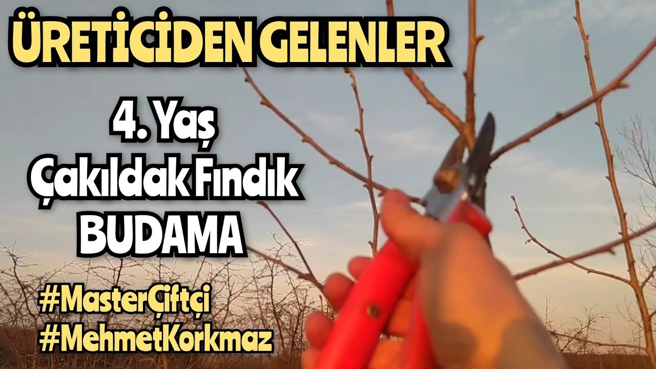 ÜRETİCİDEN GELENLER; 4. Yaş Çakıldak Fındık Şekil Budaması