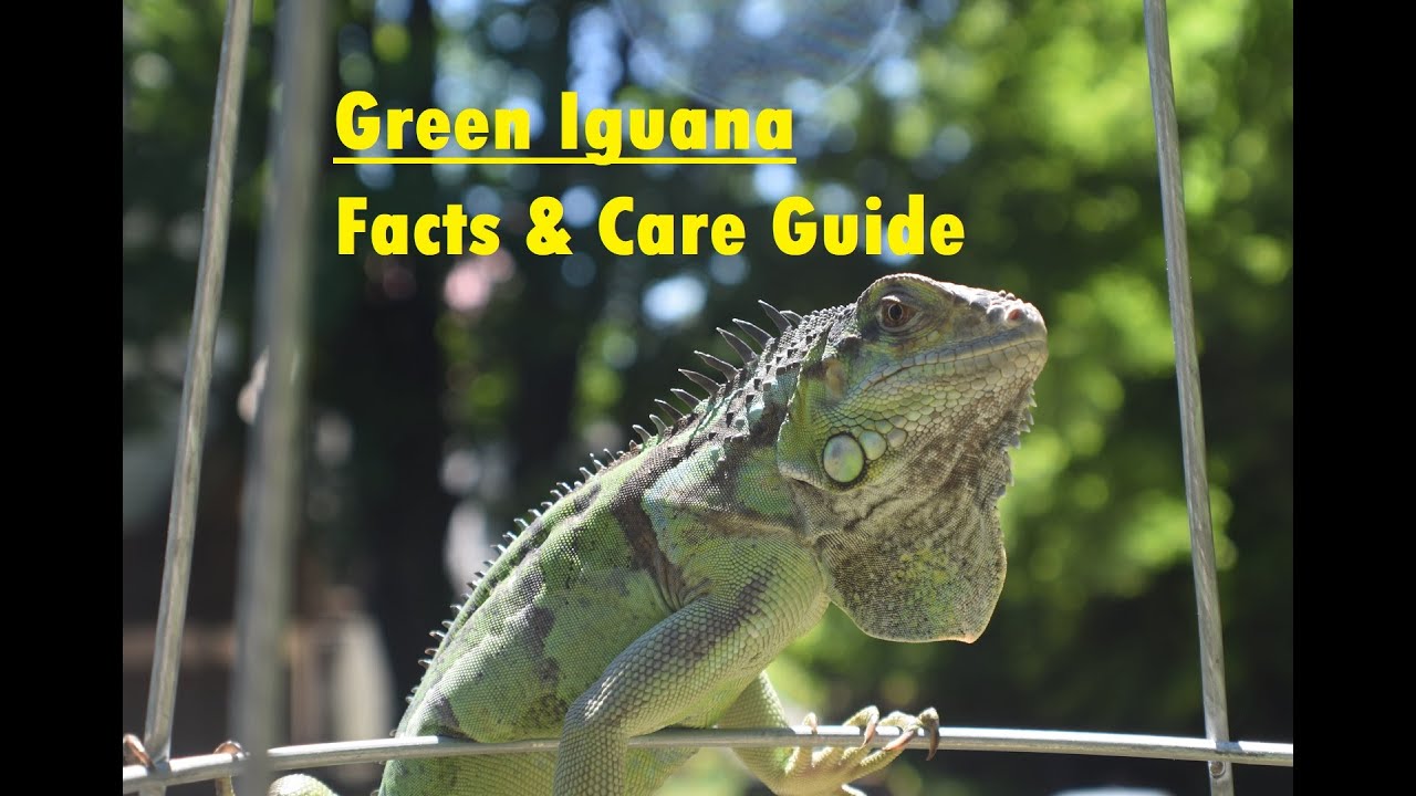 NRW - Green Iguana, Best or worst pet? Facts and care guide - 2022