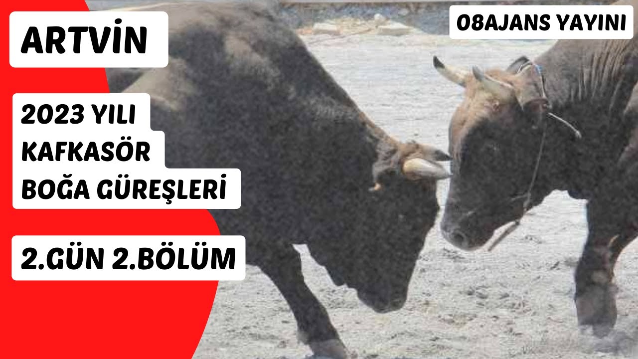 ARTVİN KAFKASÖR BOĞA GÜREŞLERİ 2023 2.GÜN 2.YAYIN | 08ajans Yayını #kafkasörboğagüreşleri #boğagüreş