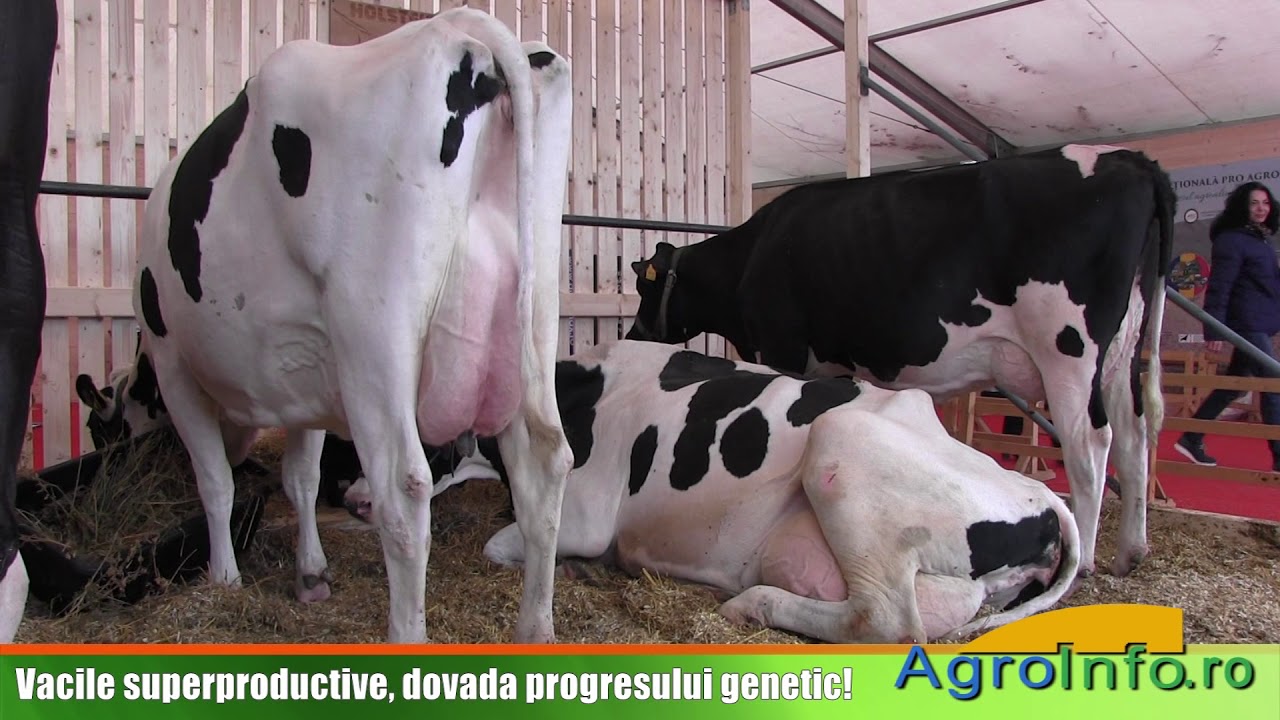 Vacile superproductive, dovada progresului genetic!
