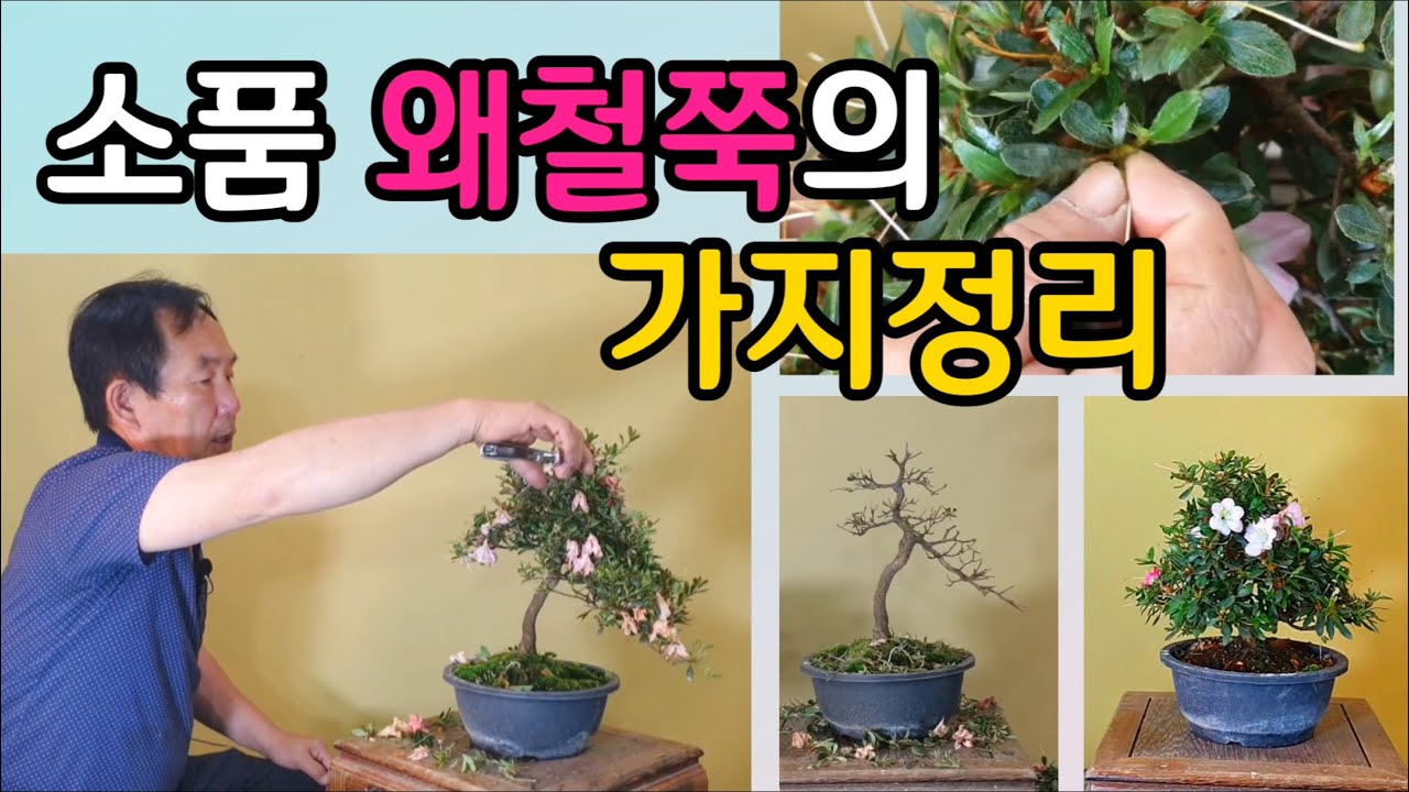 분재관리 111강 소품 왜철쭉의 가지정리