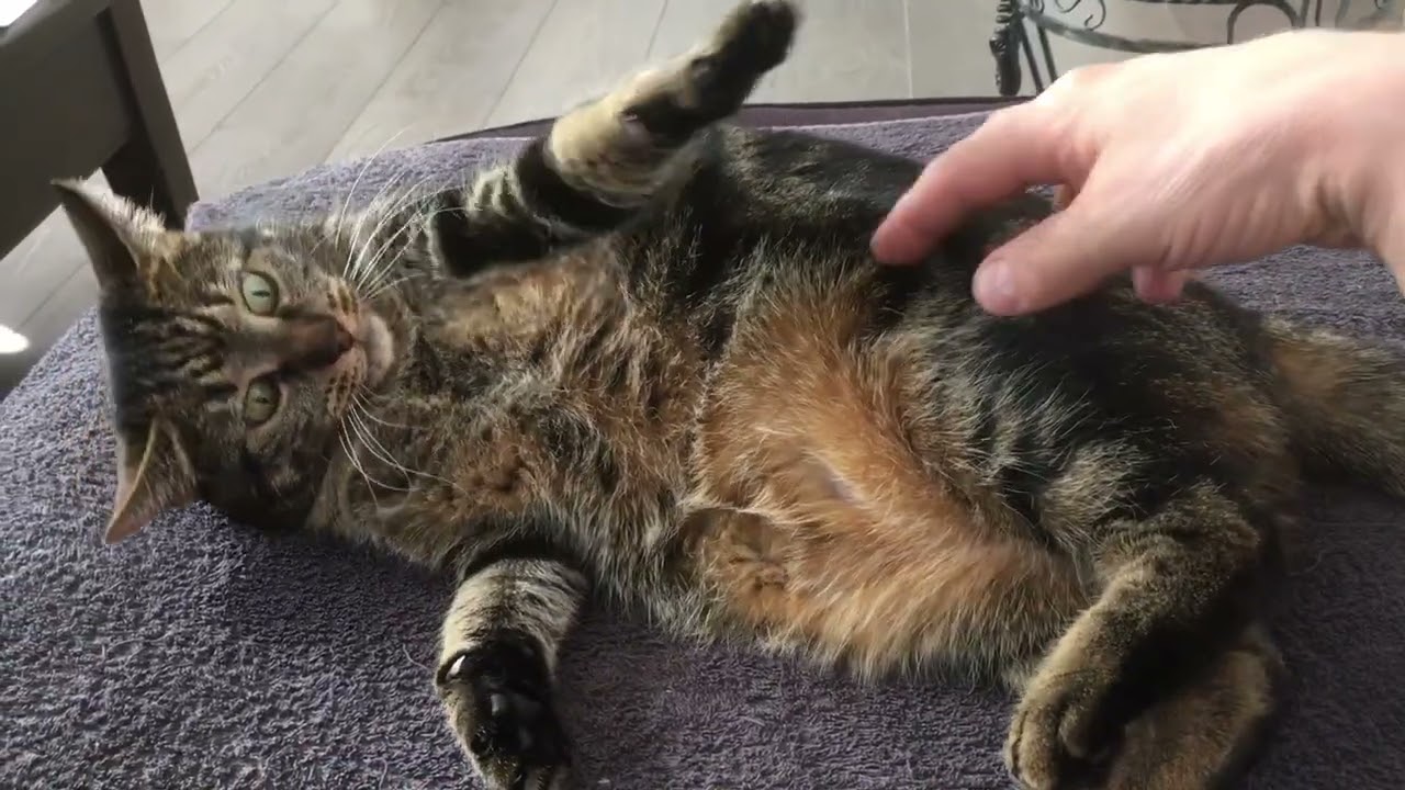 Fara the Rolling Cat