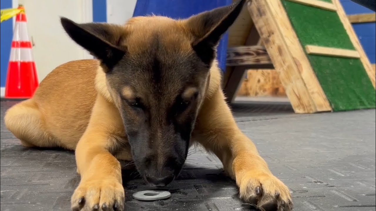 💥PUPPY ARTICLE INDICATION & TARGET 🎯 POINTING INTRODUCTION💥