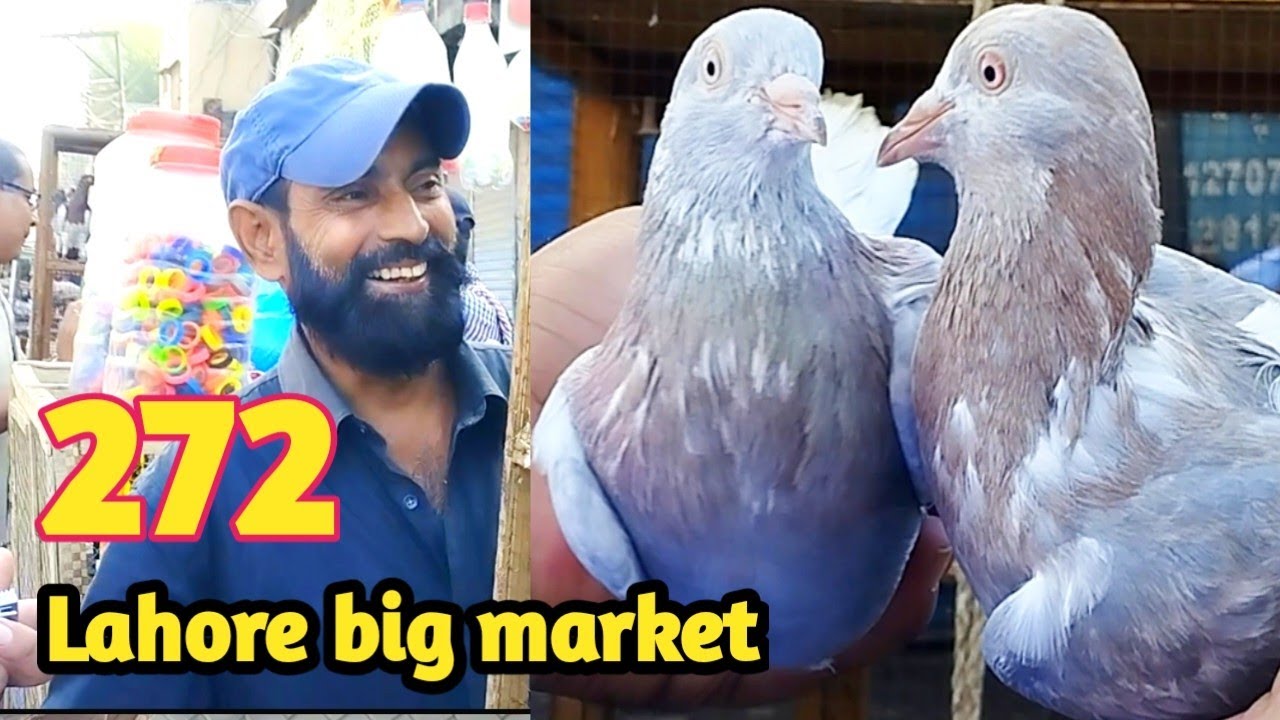 272) Lahore lari adda kabootar mandi || Lahore sunday birds market 2024 || کبوتر منڈی