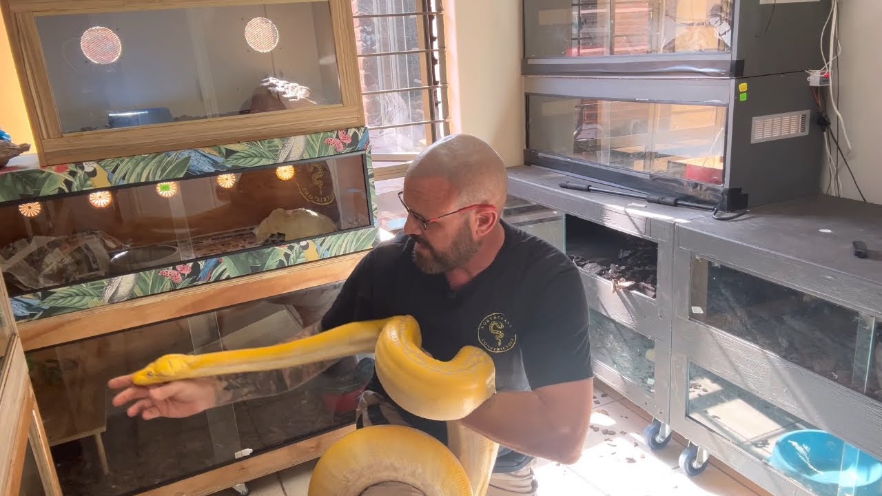 Tiger Lavender albino Reticulated Python! 