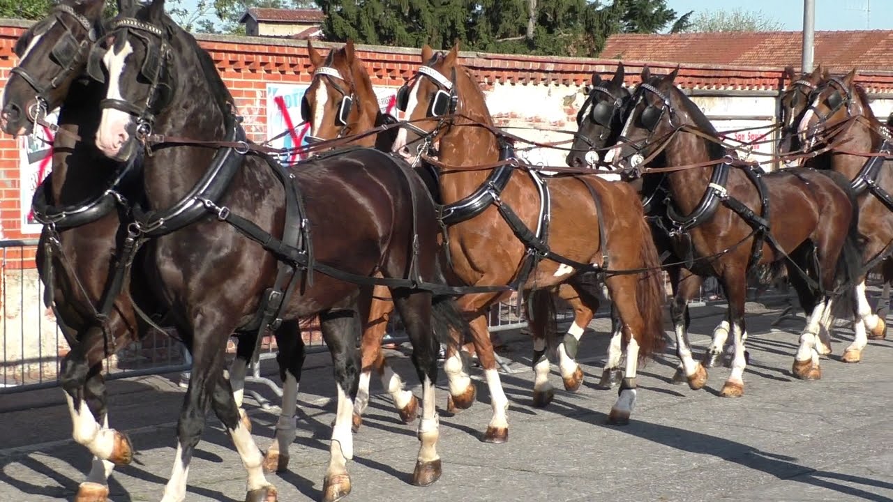 Fiera equina Ivrea San Savino 2016 - Attacco a 18 cavalli
