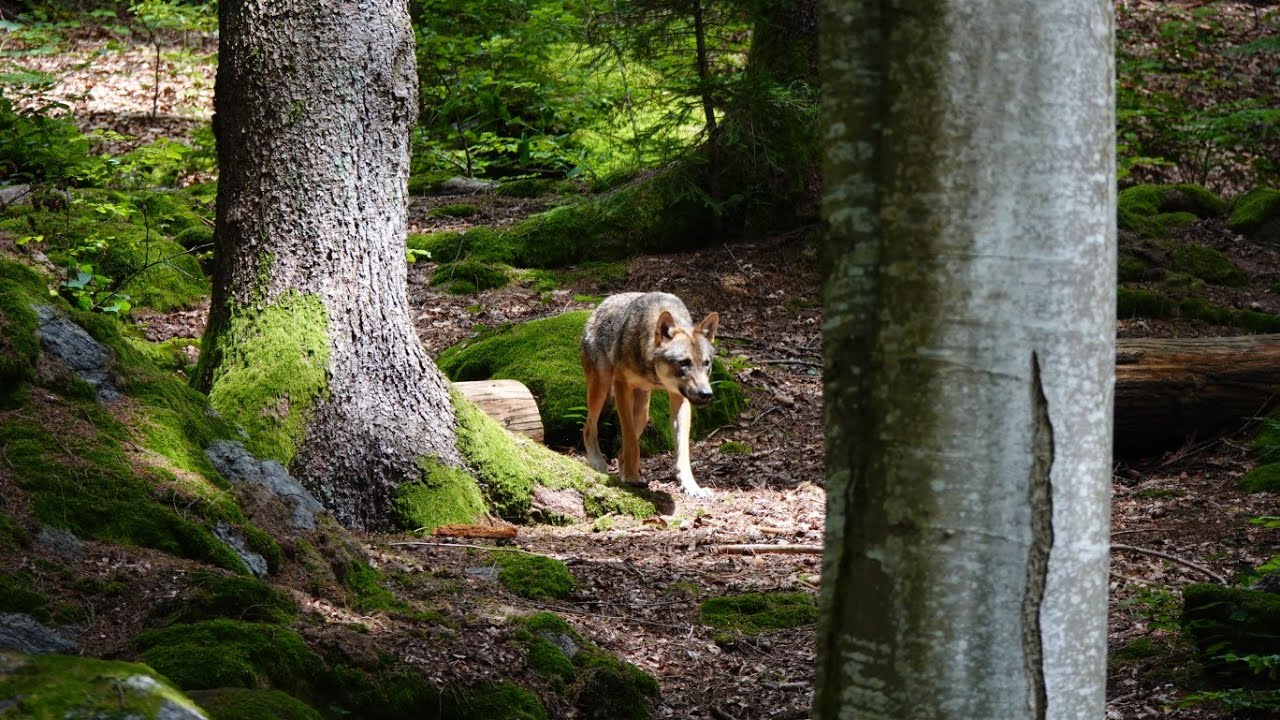 Zaunkönig, Wolf, Kreuzotter & Luchs im Nationalpark Bayerischer Wald; Tier-Freigelände Lusen