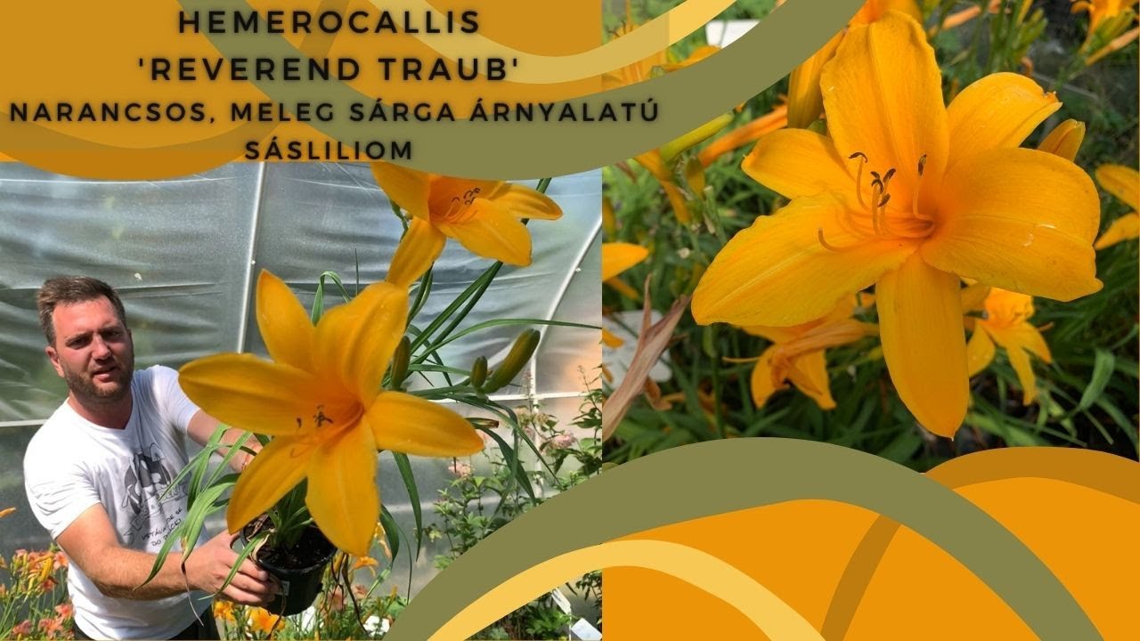 Egy igazán EGYEDI SZÍNVILÁG | Hemerocallis 'Reverend Traub' - Narancsos, meleg sárga sásliliom 🏵️