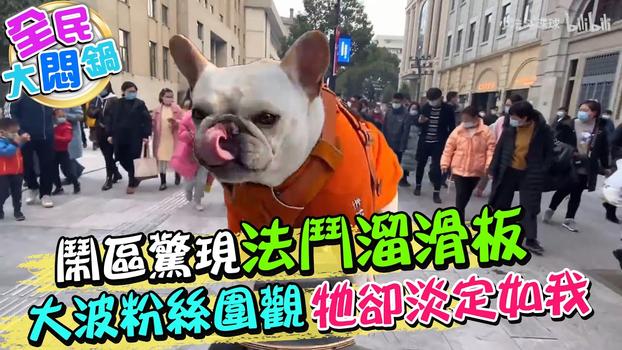 鬧區驚現法鬥溜滑板 大波粉絲圍觀牠卻淡定如我｜全民大悶鍋 @中天新聞CtiNews