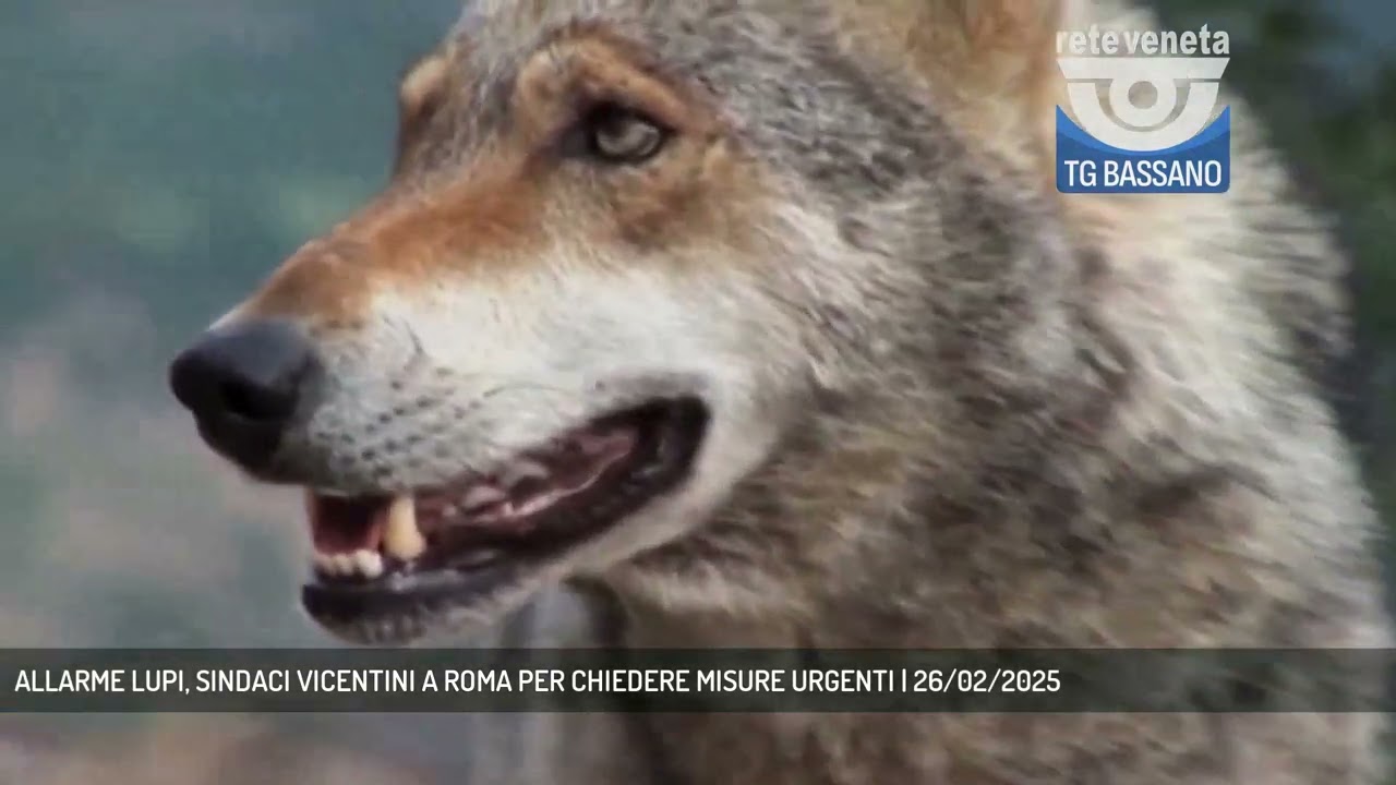 ALLARME LUPI, SINDACI VICENTINI A ROMA PER CHIEDERE MISURE URGENTI | 26/02/2025
