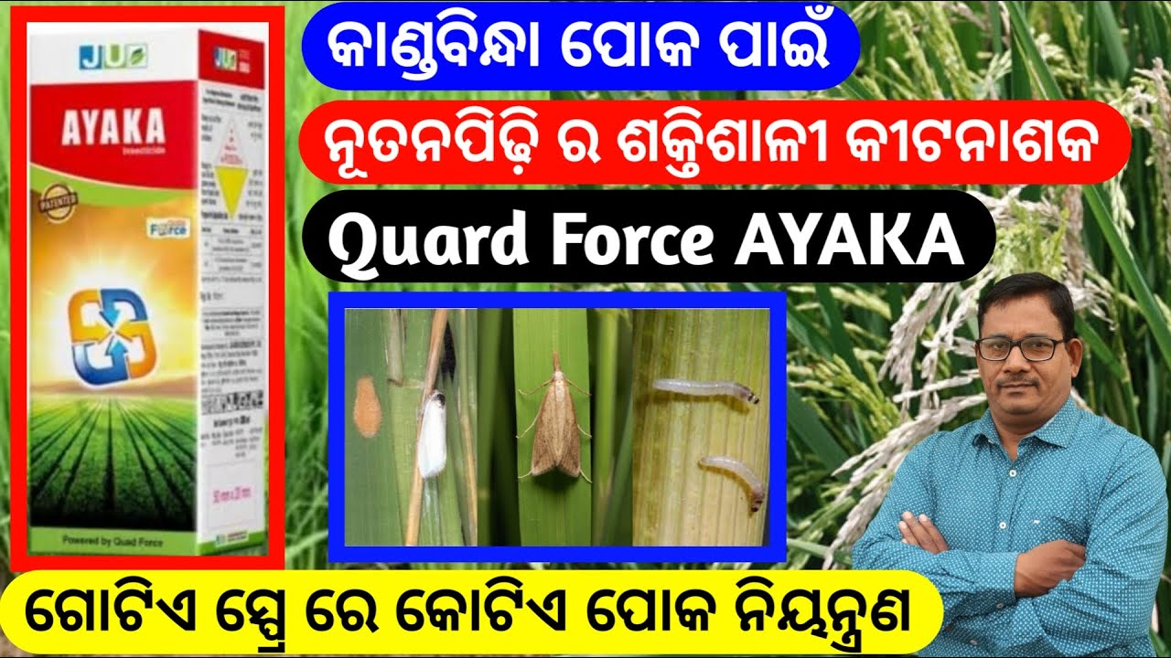 କାଣ୍ଡବିନ୍ଧା ପୋକ ପାଇଁ ନୂତନ ପିଢ଼ି ର ଶକ୍ତିଶାଳୀ କୀଟନାଶକ AYAKA Paddy stem borer Control