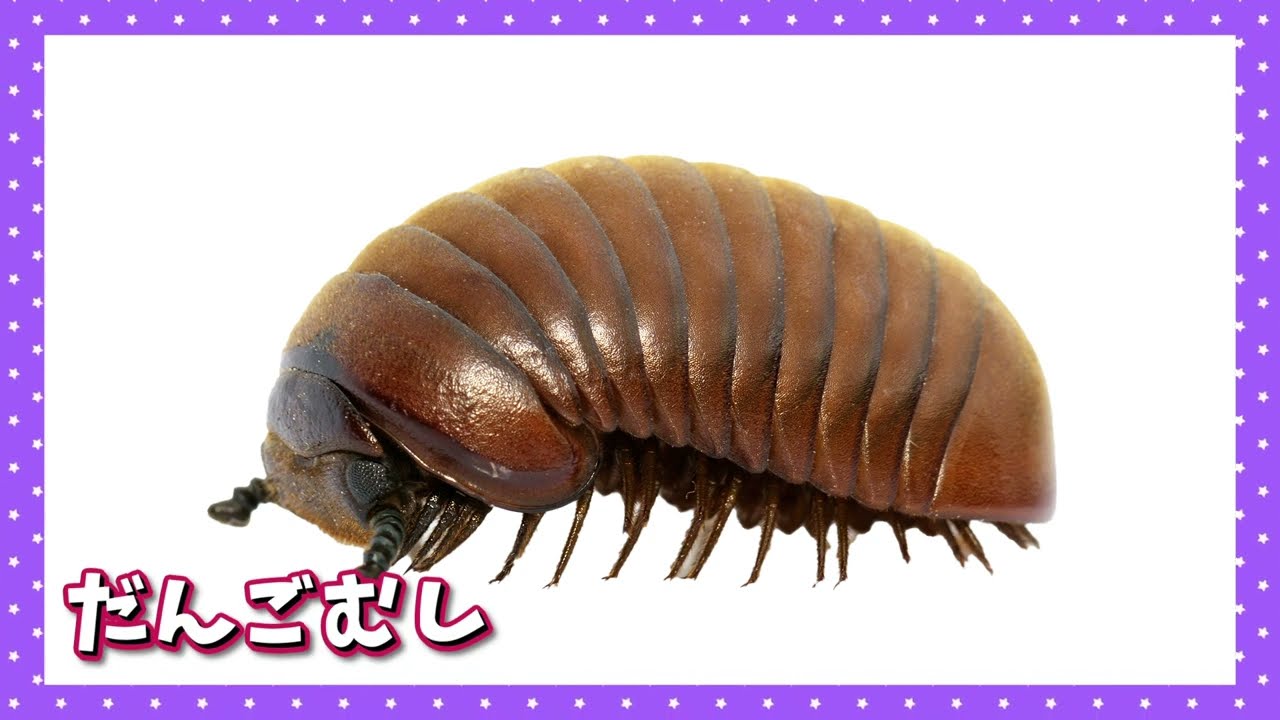 【昆虫いきもの21種類】生き物たちがボールに大変身！虫さんや生き物の名前を覚えよう◎てんとう虫 カブトムシ かたつむりなど人気の生き物が大集合☆