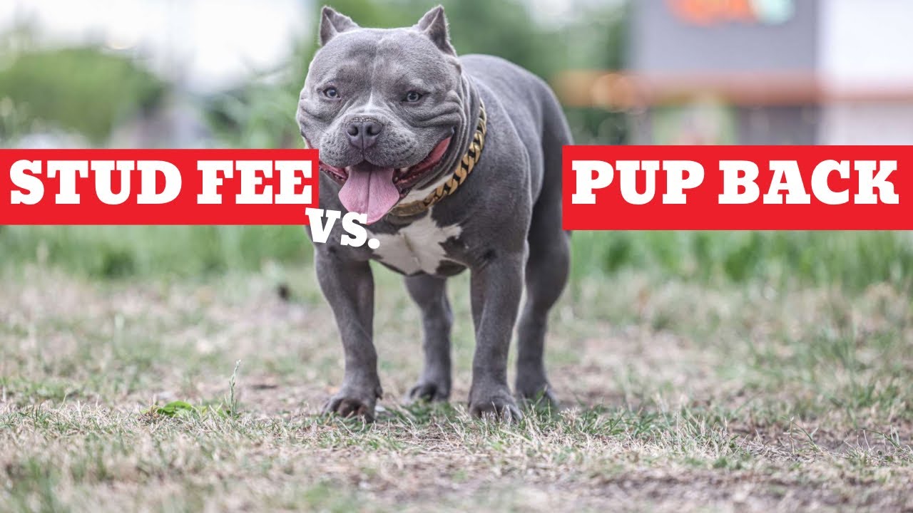 Плата за вязку против сделки по возврату щенка