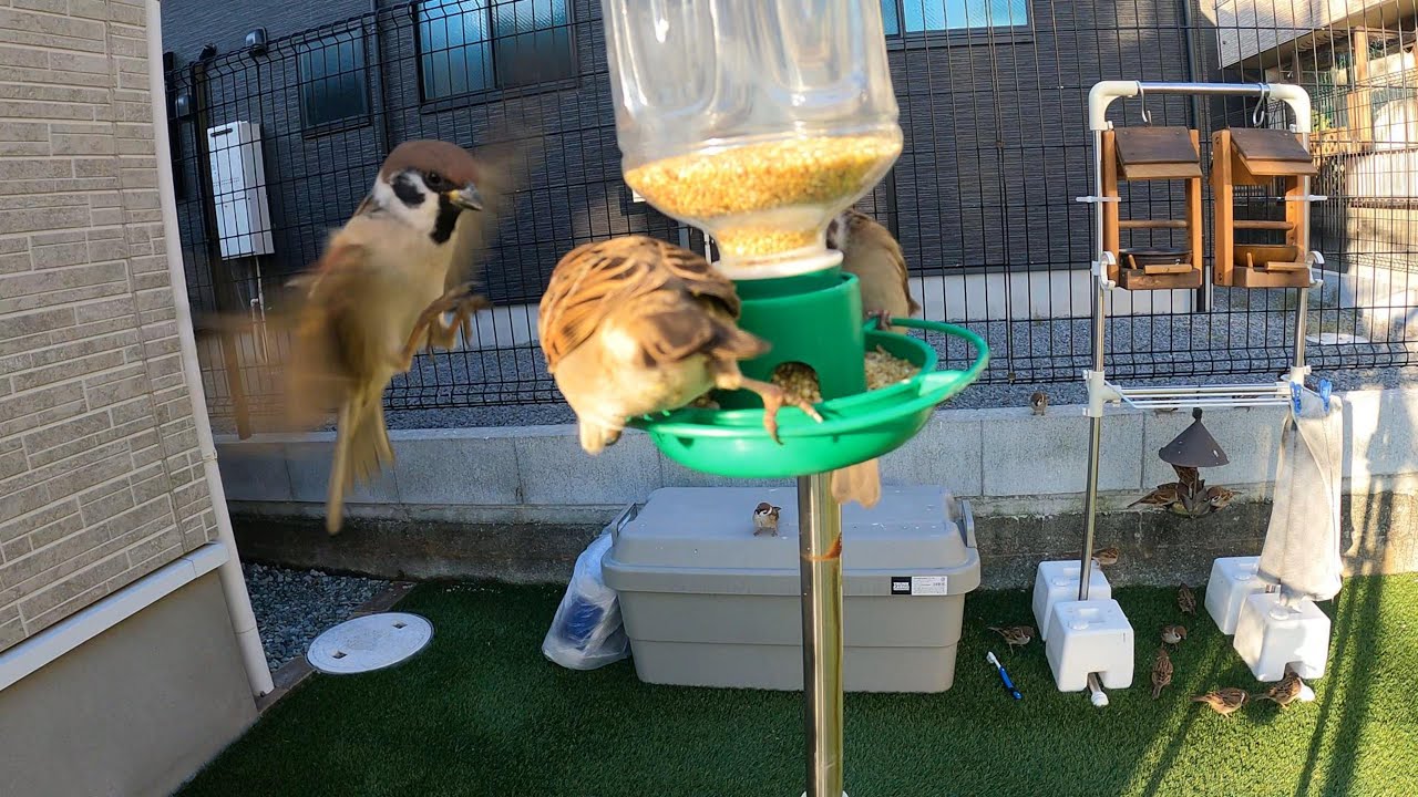2026/02/01 Sparrow's breakfast
