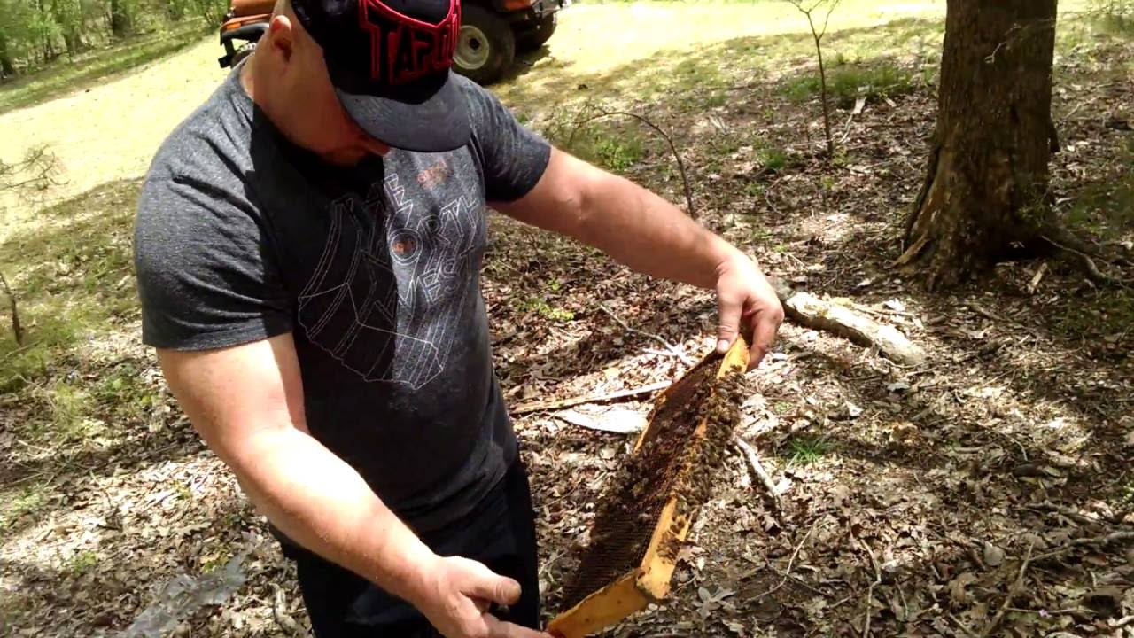 Barnyardbees Visiting Kevin's Yard looking For Queen