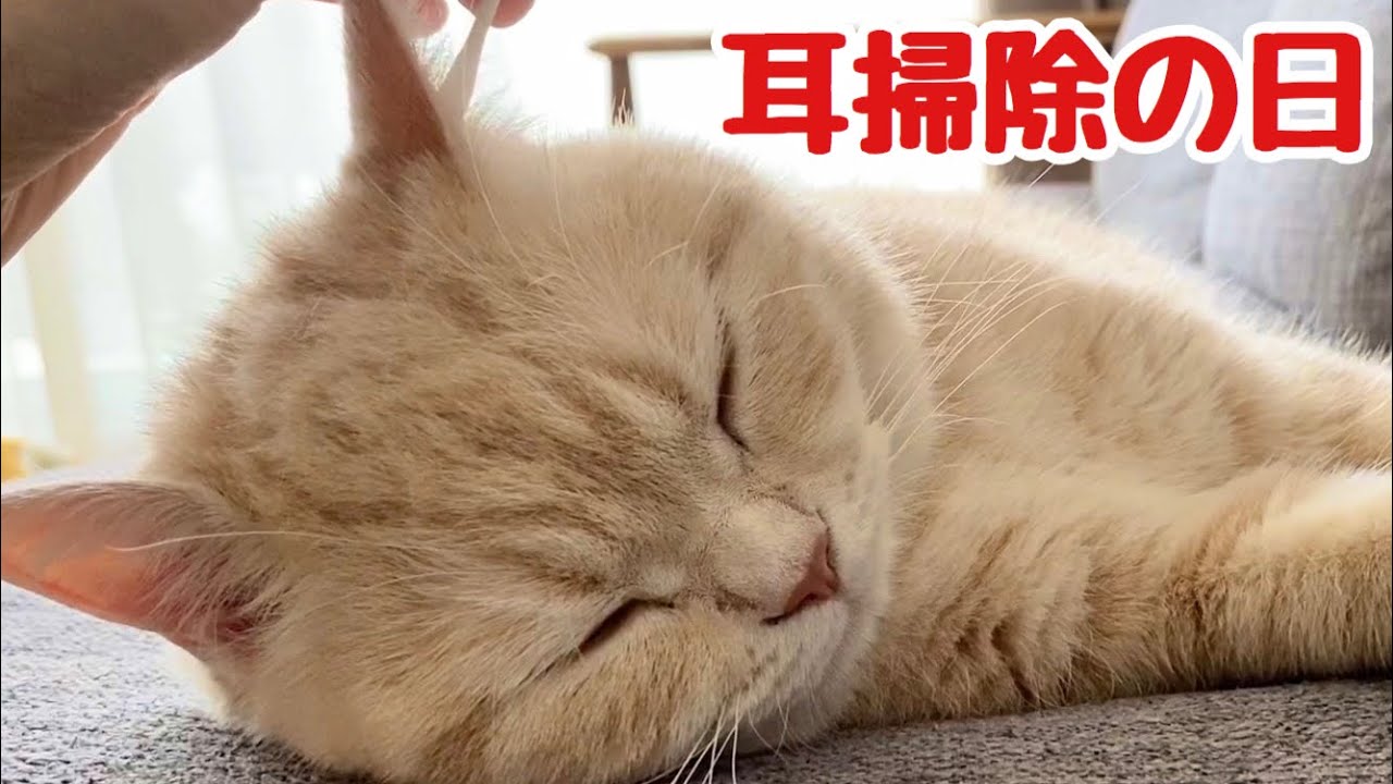 【猫耳掃除の日】大好きな耳掃除でうっとり顔で爆睡しちゃった猫www 　Cat ear cleaning！Cute animals