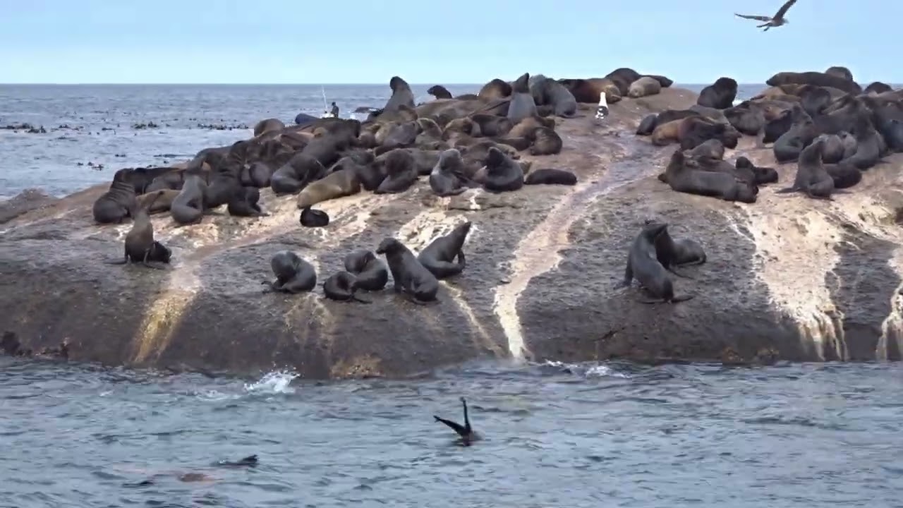 160. Hout Bay Seal Island 