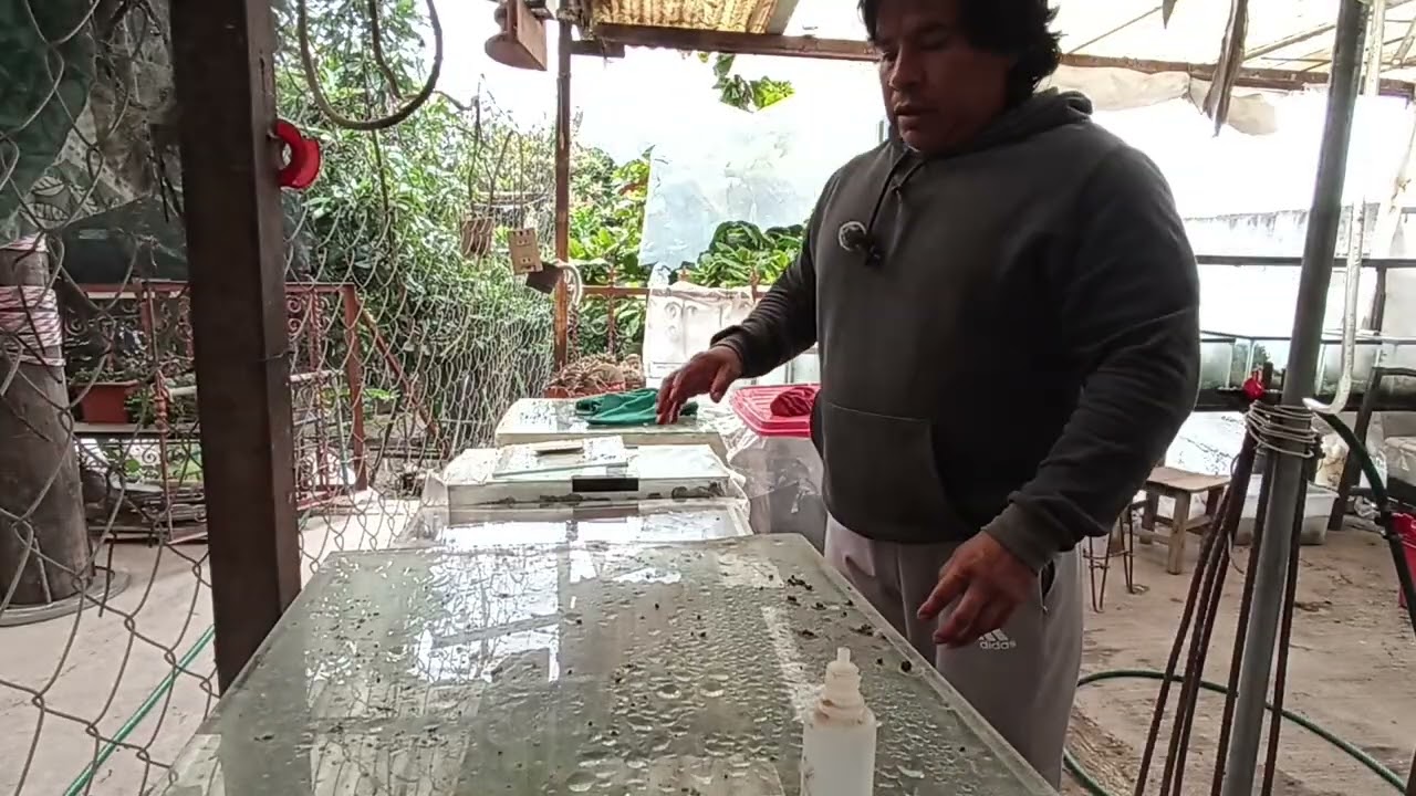 Tapizante Montecarlo  como epifita en rocas!!!