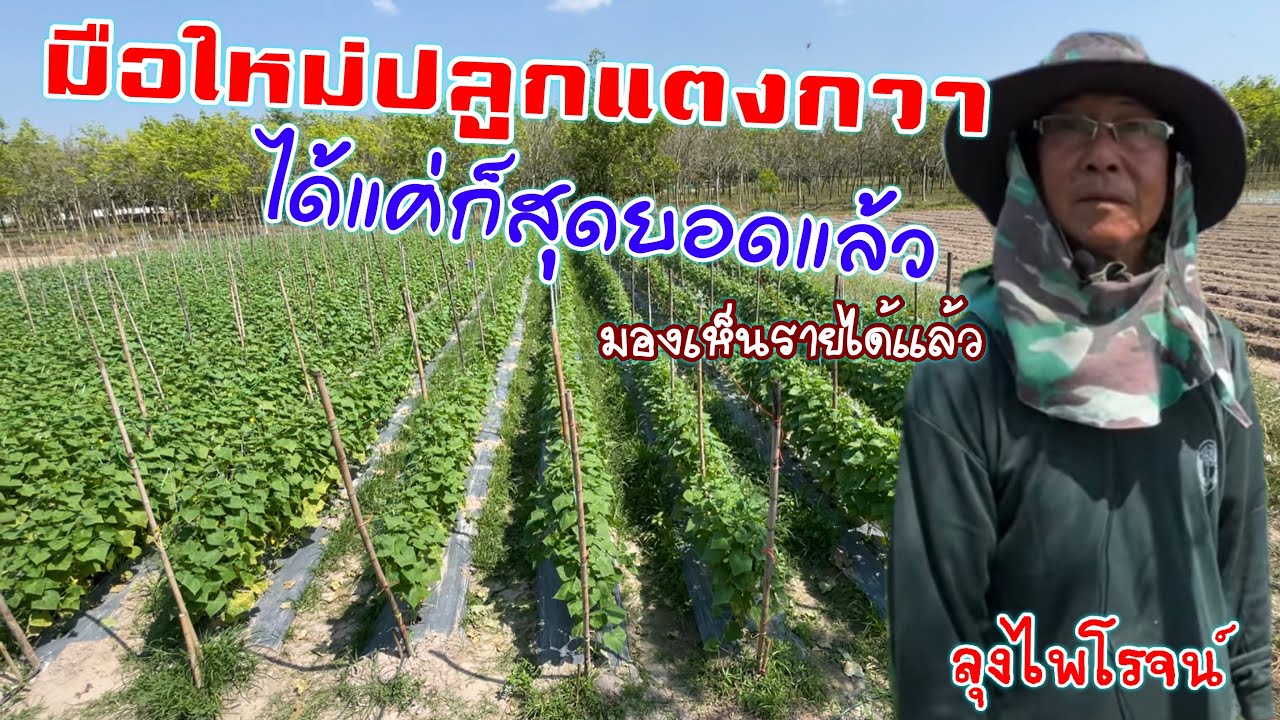 มือใหม่ปลูกแตงกวาผ่านมา 31 วัน สวยงามมาก มองเห็นรายได้แล้ว | เกษตรพอเพียง | บ่าวยุทธพาจ้วด