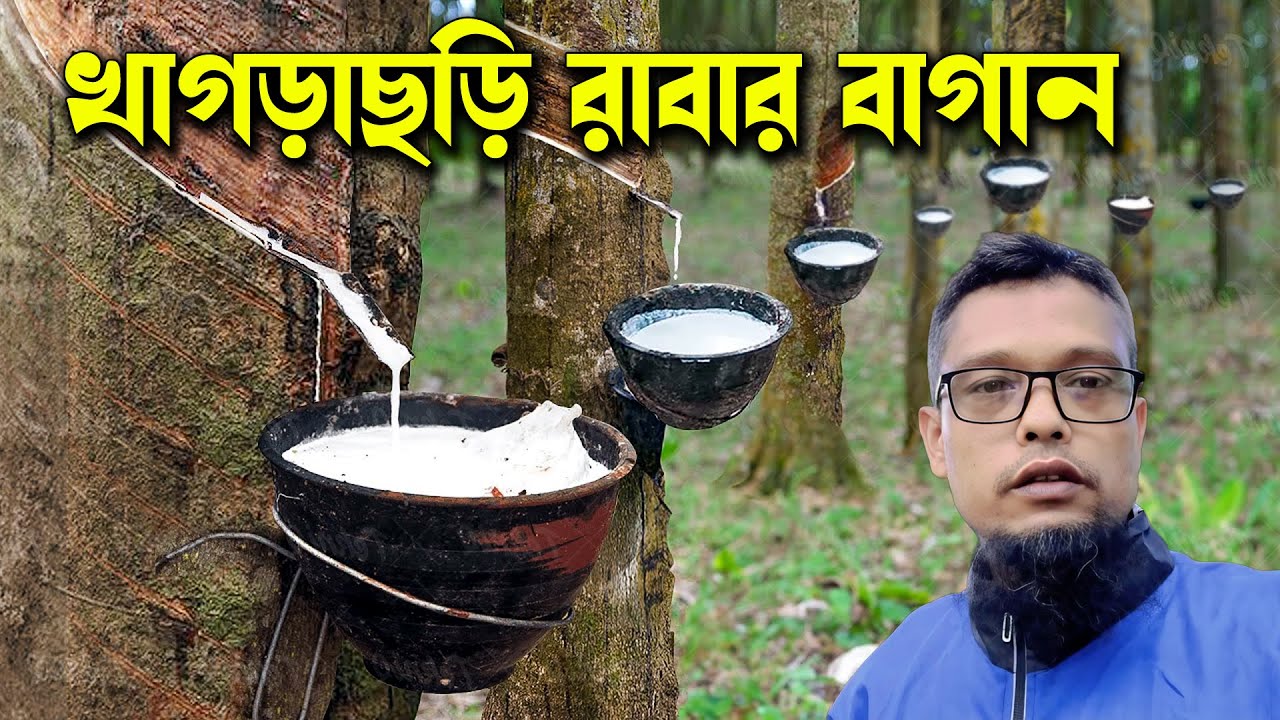 খাগড়াছড়ি রাবার বাগান । How Natural Rubber Latex is Extracted From Millions of Hevea Trees