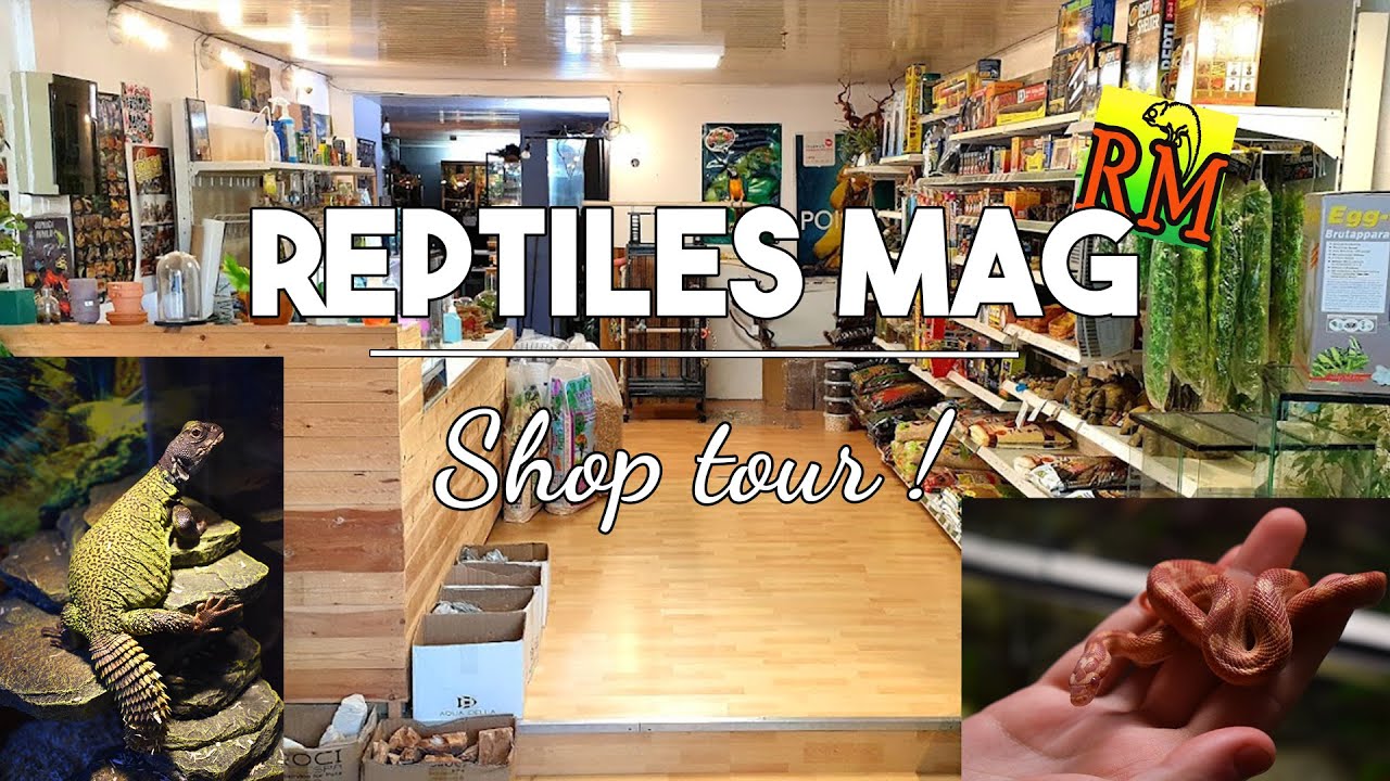 SHOP TOUR CHEZ REPTILES MAG ! - On présente quelques espèces peu courantes