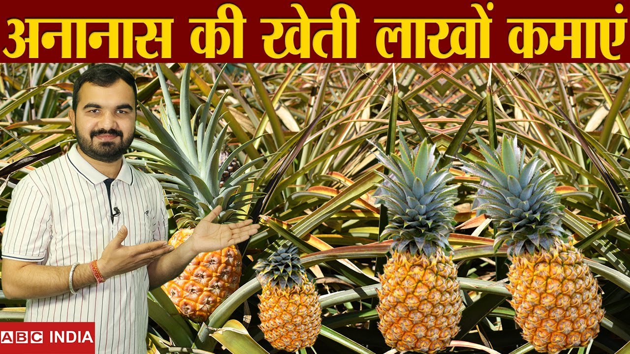 New Pineapple Farming | 2.5 lakh per acre | ananas ki kheti | Pinapple farm | Good Income farming
