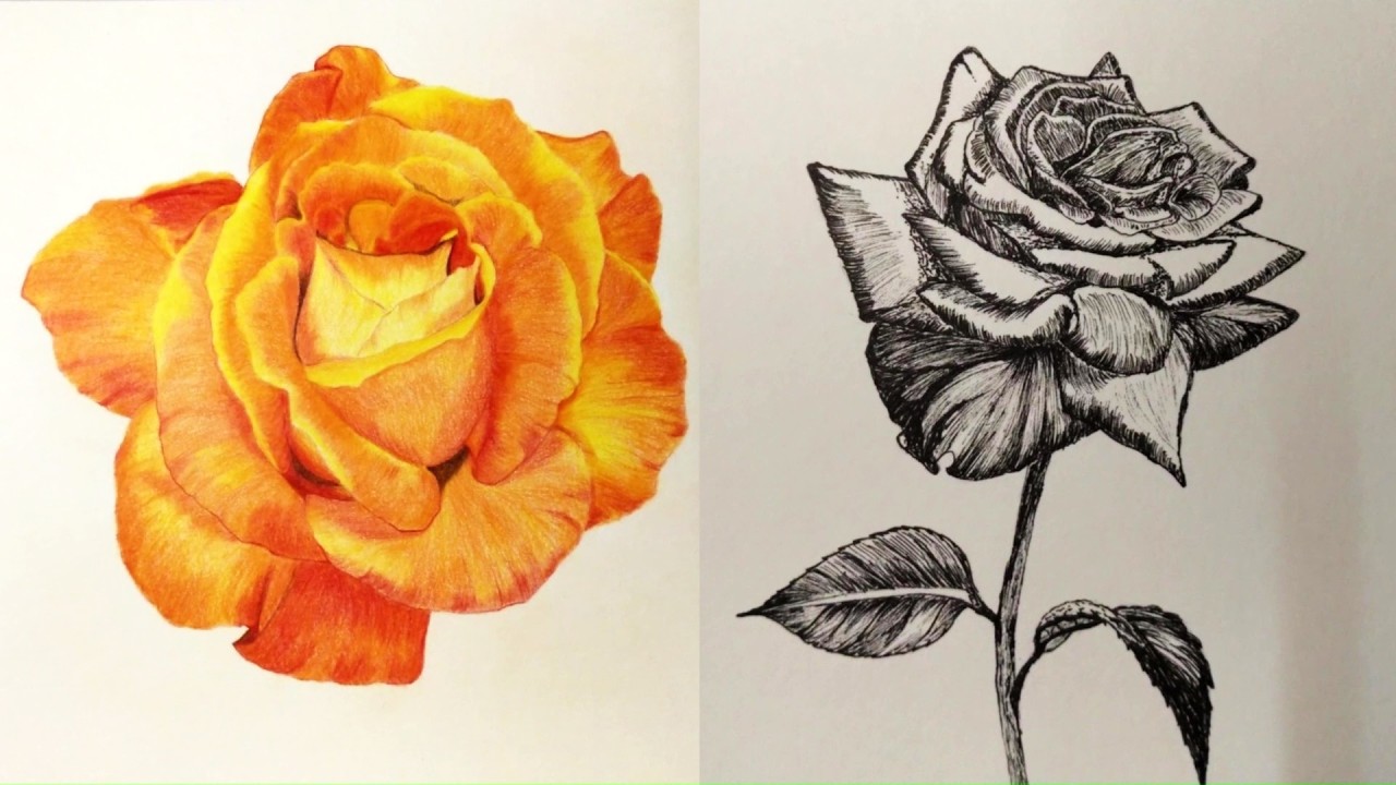 Colored Pencil vs Pen & Ink Rose 🌹 | Which Looks Better?