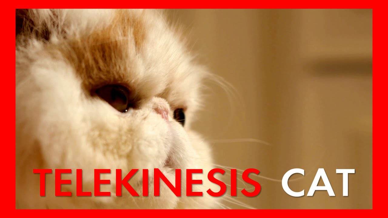 Telekinesis Cat (Ep. 01)