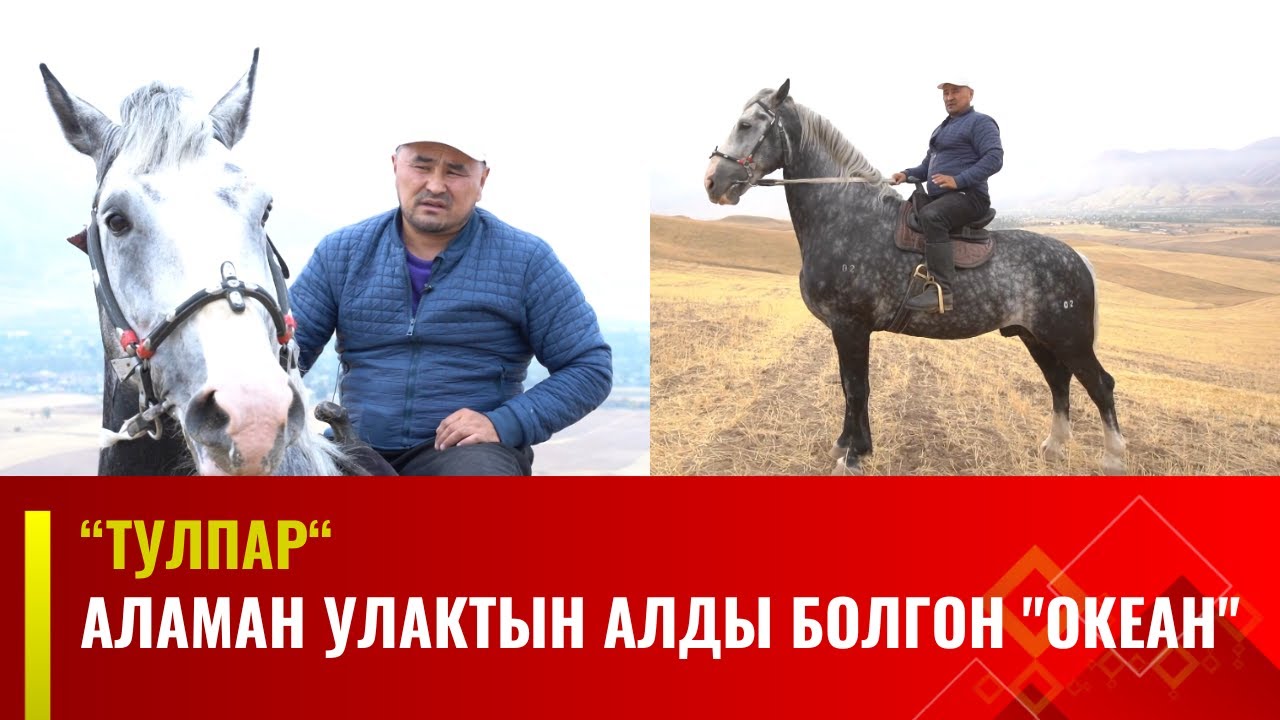 Аламан улактын алды болгон 