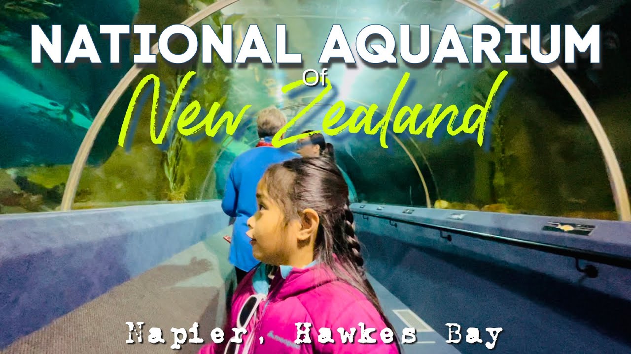 Explore the National Aquarium of New Zealand | Napier, Hawkes Bay | Filkiwi Family