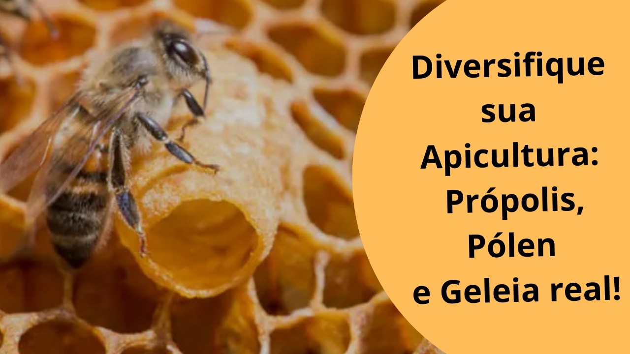 Produção de Propolis