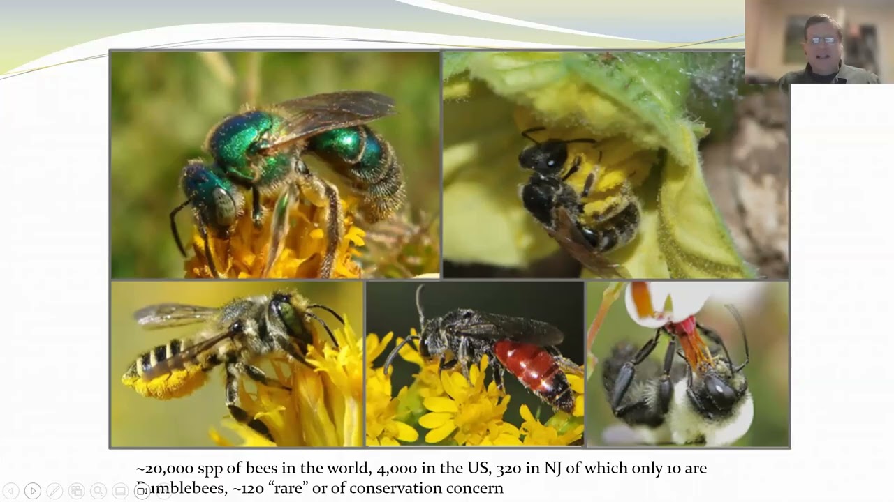 Pollinator Conservation in New Jersey with Robert Somes