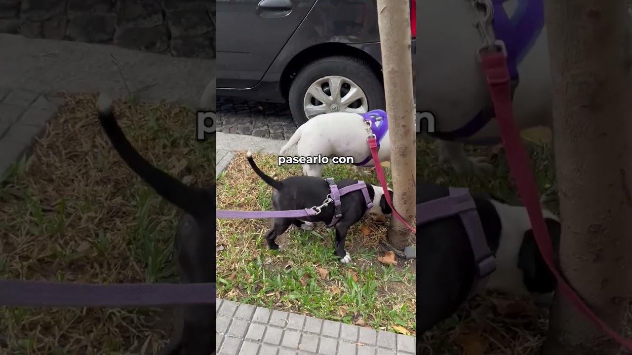 Lo m&aacute;s importante en la educaci&oacute;n de un cachorro